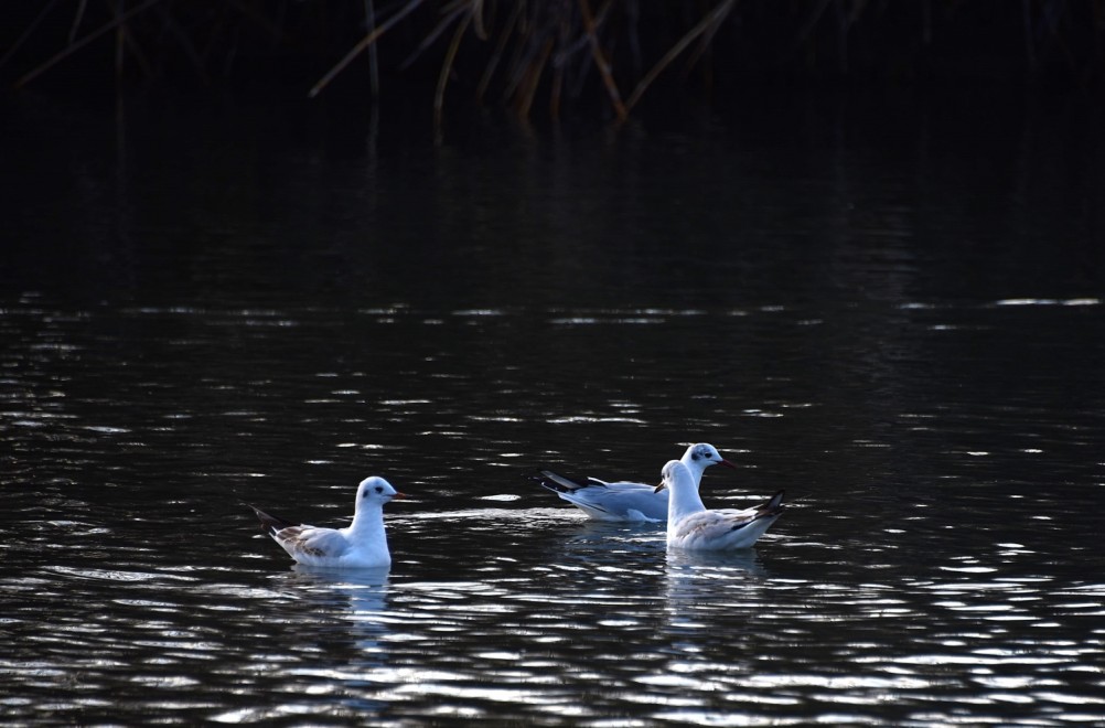 Птицы весной на пруду у Сурб Хач, кряквы, лысухи, чайки