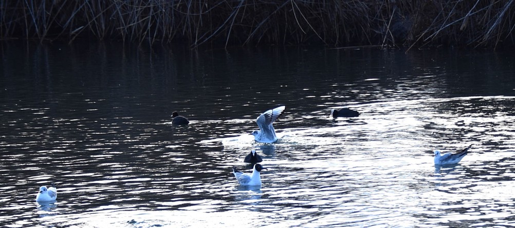 Птицы весной на пруду у Сурб Хач, кряквы, лысухи, чайки
