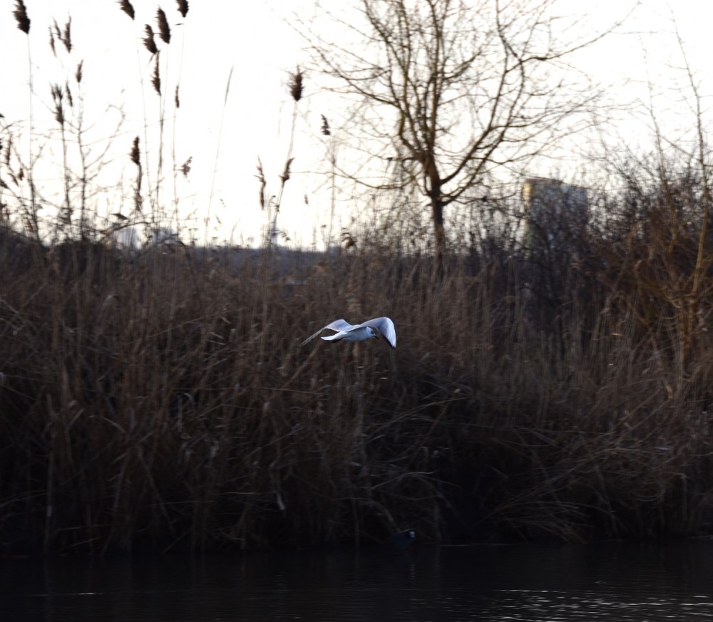 Птицы весной на пруду у Сурб Хач, кряквы, лысухи, чайки
