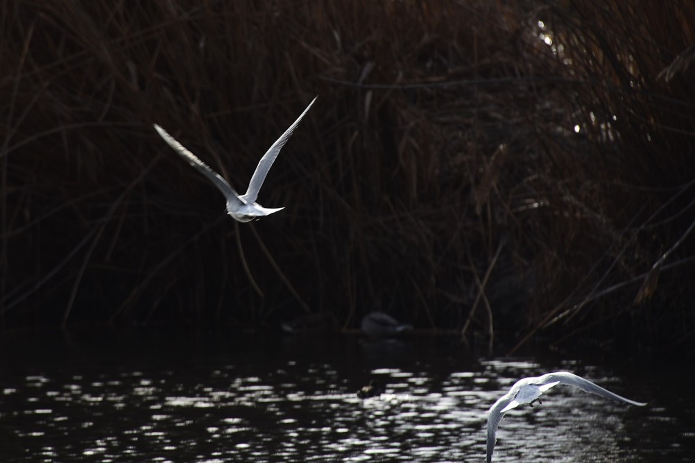 Птицы весной на пруду у Сурб Хач, кряквы, лысухи, чайки