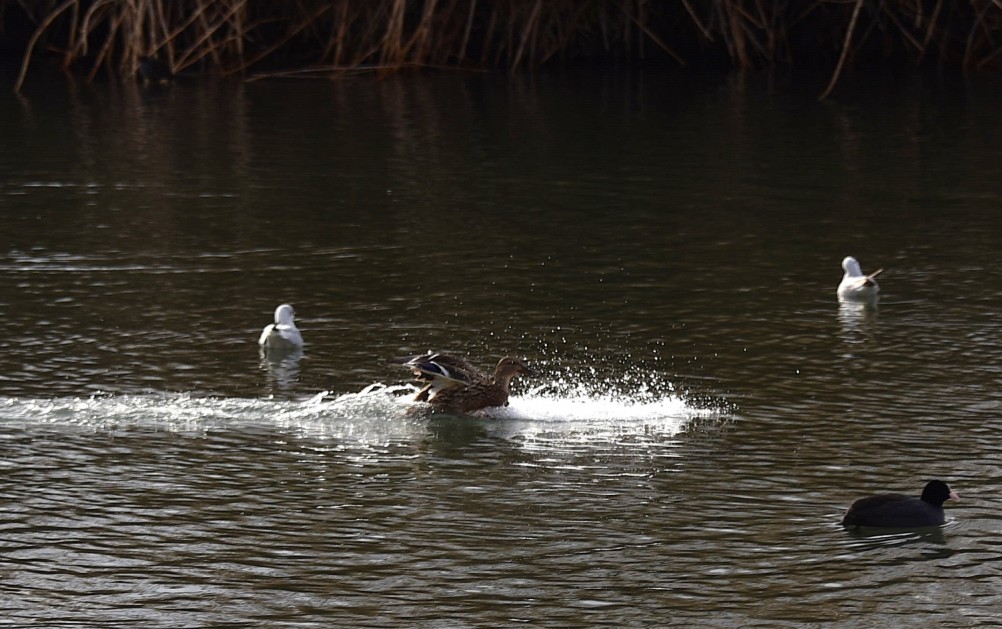 Птицы весной на пруду у Сурб Хач, кряквы, лысухи, чайки