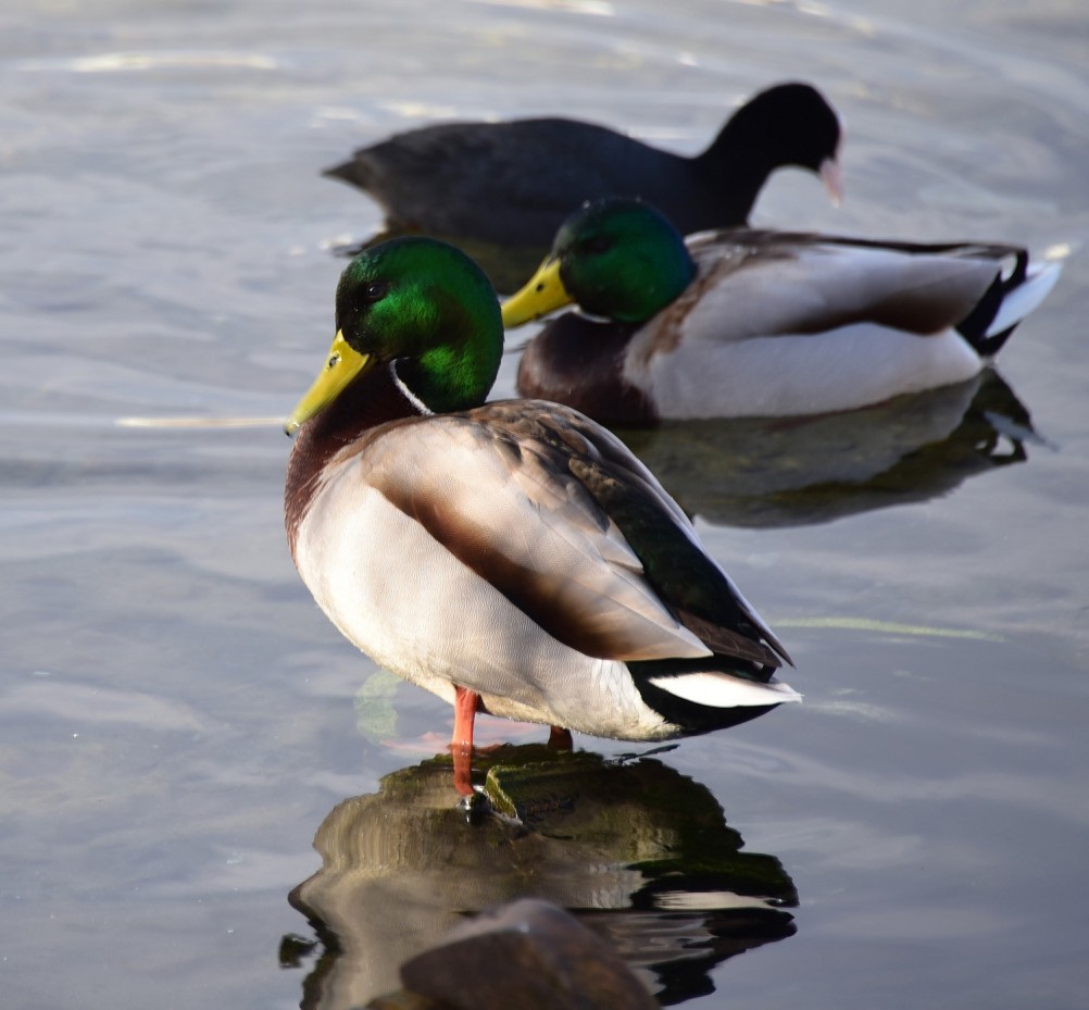 Птицы весной на пруду у Сурб Хач, кряквы, лысухи, чайки