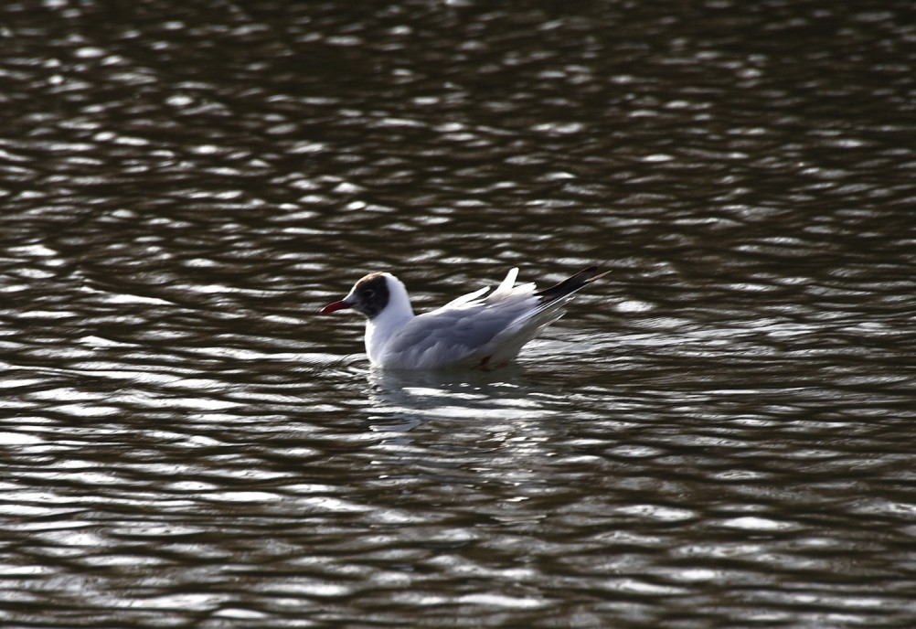Птицы весной на пруду у Сурб Хач, кряквы, лысухи, чайки