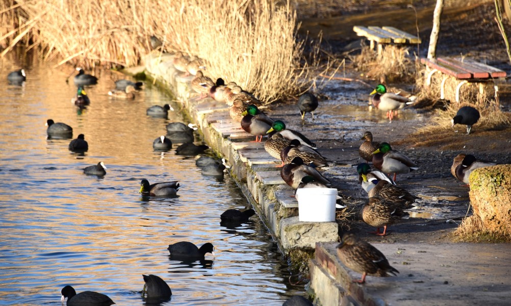 Птицы весной на пруду у Сурб Хач, кряквы, лысухи, чайки