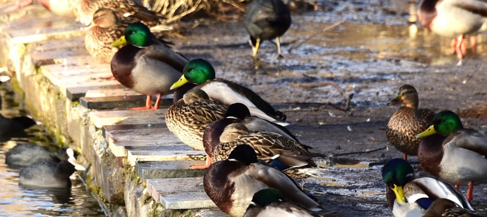 Птицы весной на пруду у Сурб Хач, кряквы, лысухи, чайки