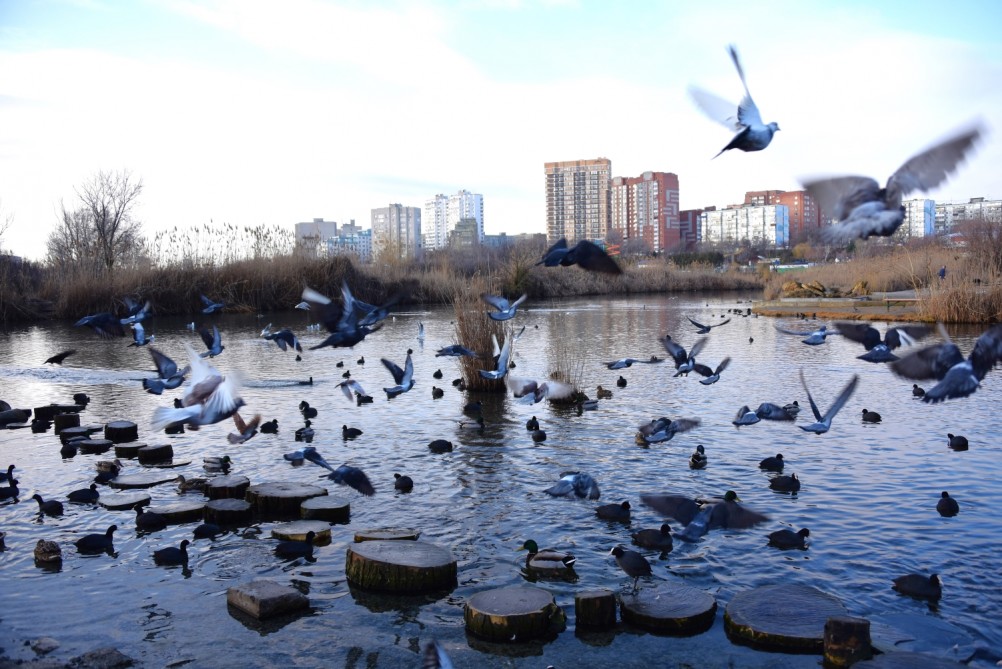 Птицы весной на пруду у Сурб Хач, кряквы, лысухи, чайки