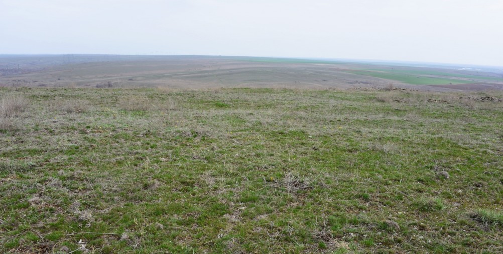 Цветущая весенняя степь на реке Кундрючьей