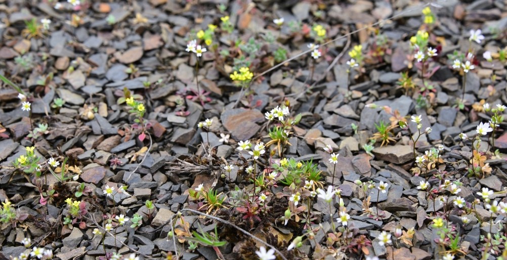 Цветущая весенняя степь на реке Кундрючьей