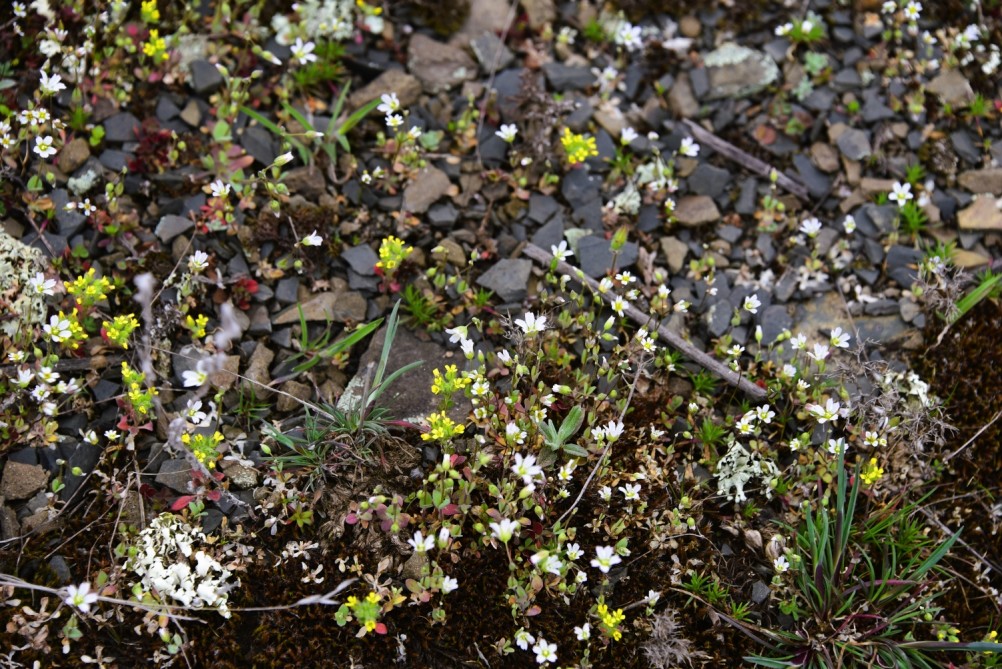 Цветущая весенняя степь на реке Кундрючьей