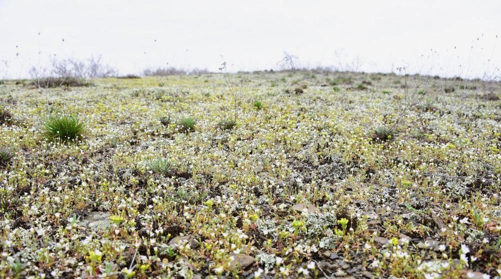 Цветущая весенняя степь на реке Кундрючьей