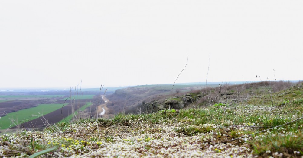 Цветущая весенняя степь на реке Кундрючьей