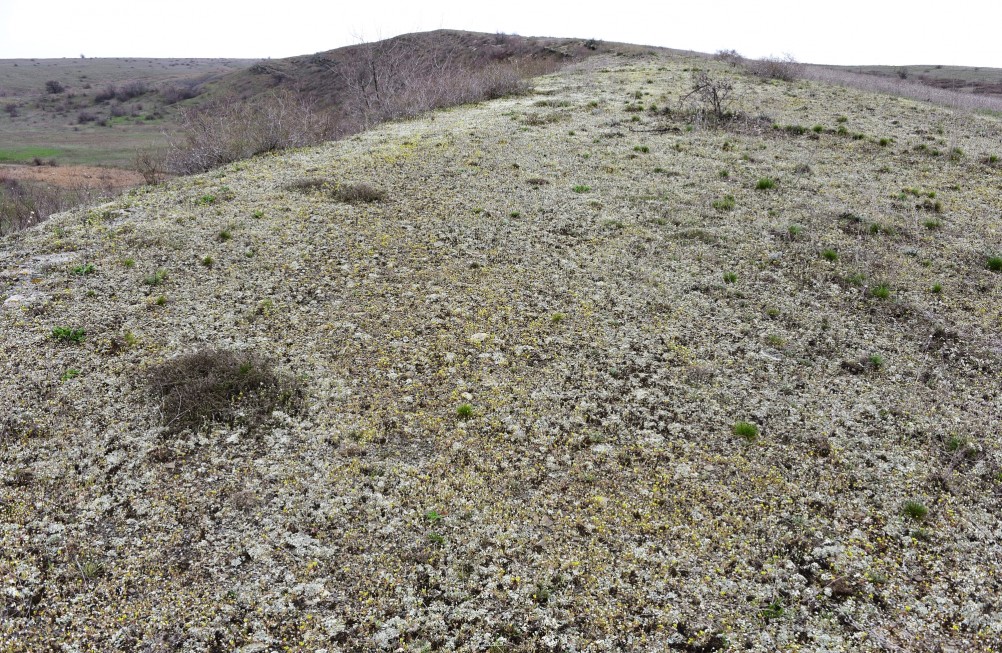 Цветущая весенняя степь на реке Кундрючьей