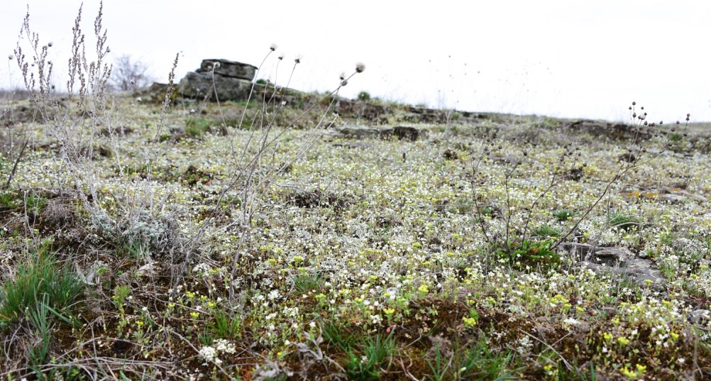 Цветущая весенняя степь на реке Кундрючьей