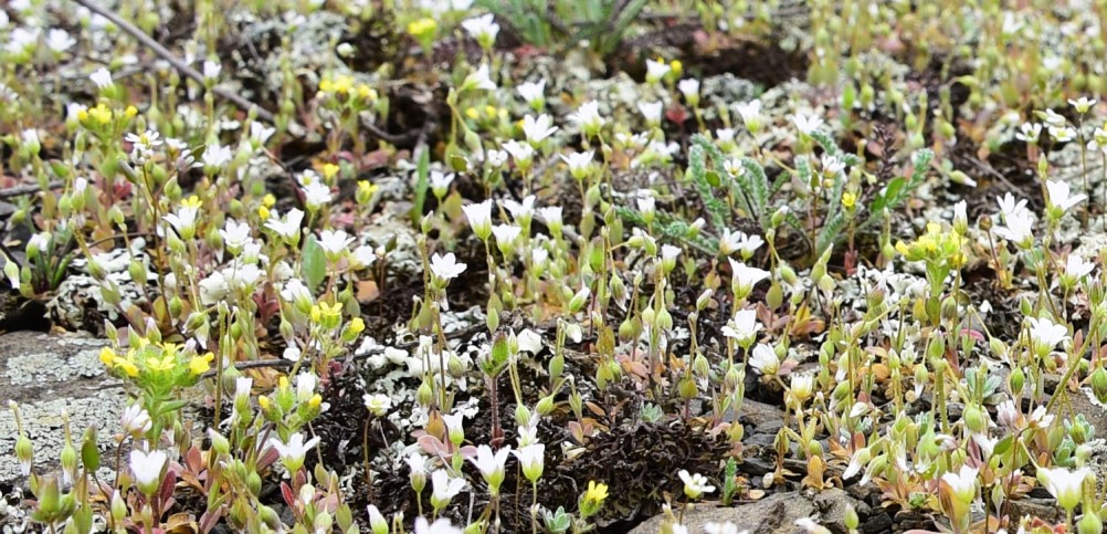 Цветущая весенняя степь на реке Кундрючьей