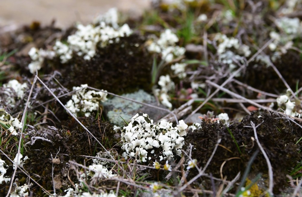 Цветущая весенняя степь на реке Кундрючьей