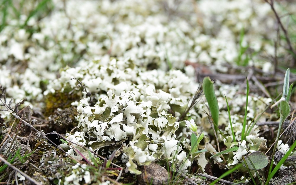 Цветущая весенняя степь на реке Кундрючьей
