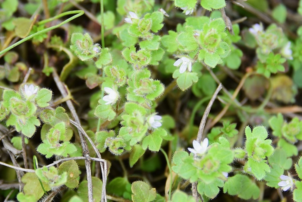 Цветущая весенняя степь на реке Кундрючьей