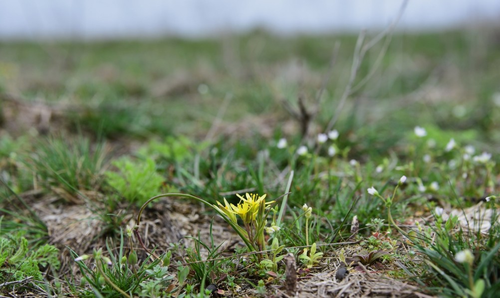 Цветущая весенняя степь на реке Кундрючьей