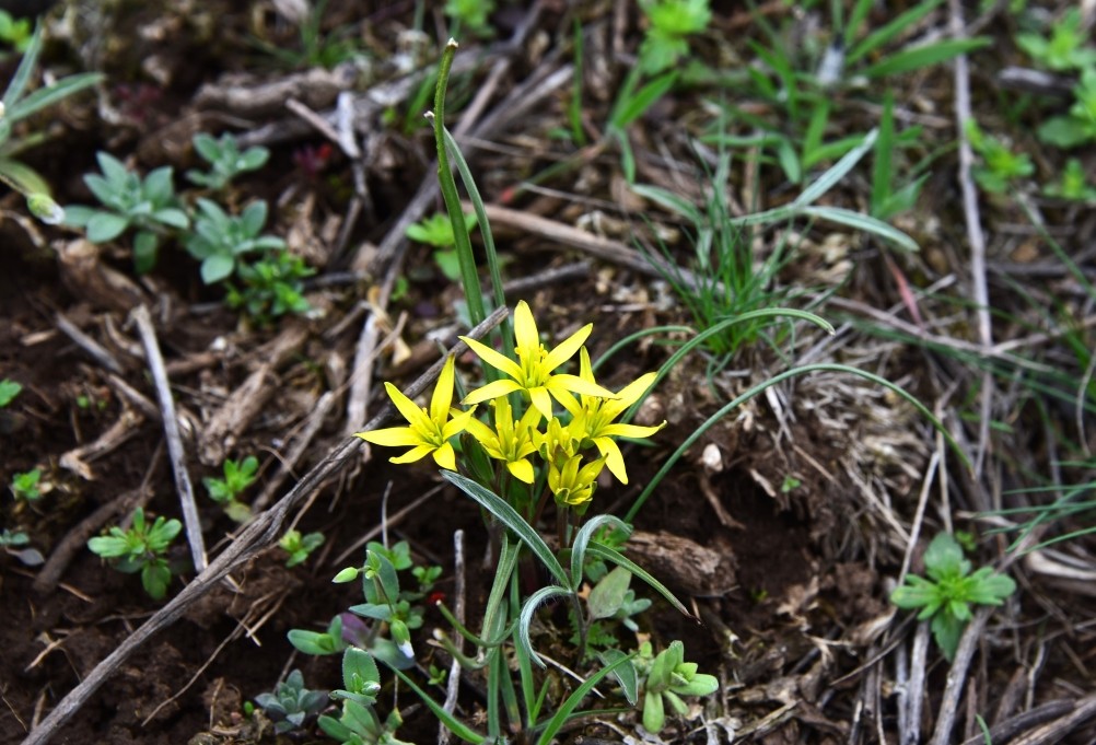Цветущая весенняя степь на реке Кундрючьей