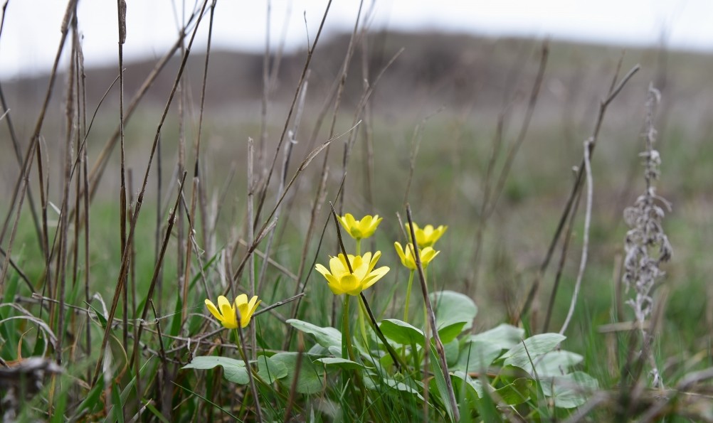 Цветущая весенняя степь на реке Кундрючьей
