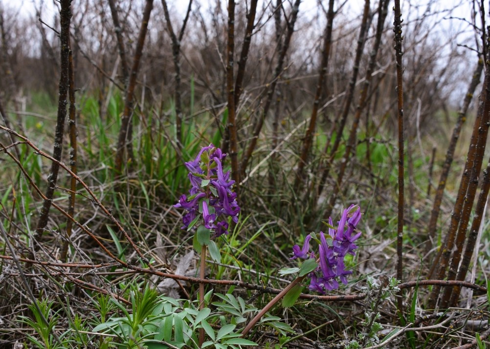 Цветущая весенняя степь на реке Кундрючьей