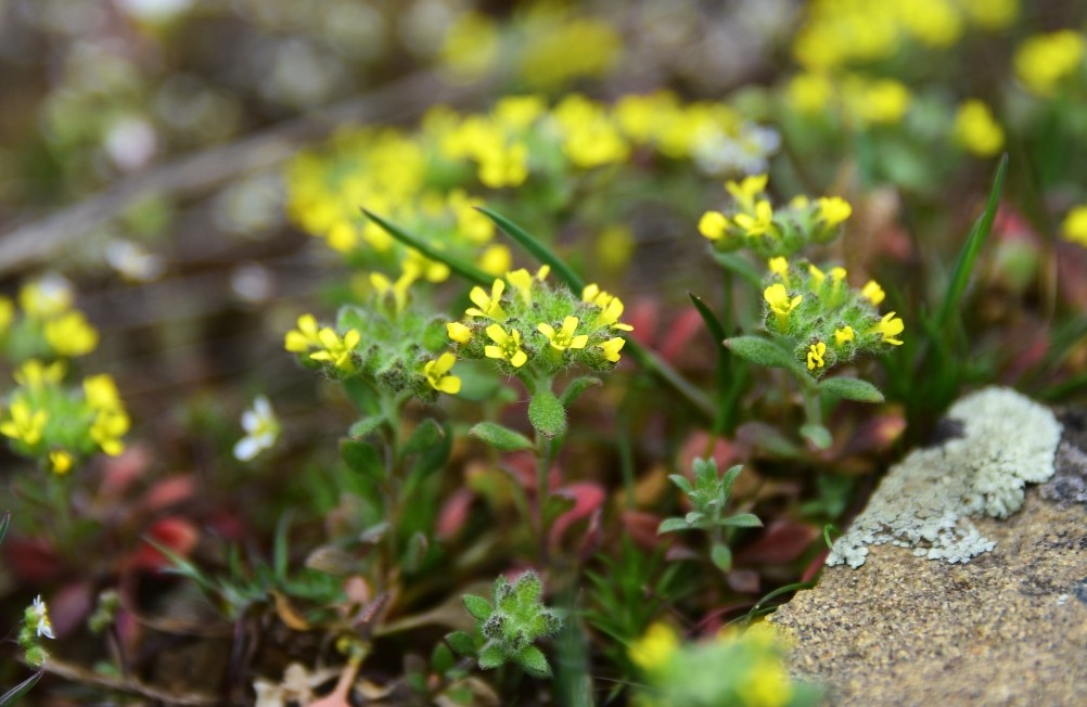 Цветущая весенняя степь на реке Кундрючьей