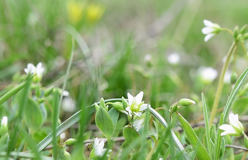 Цветущая весенняя степь на реке Кундрючьей