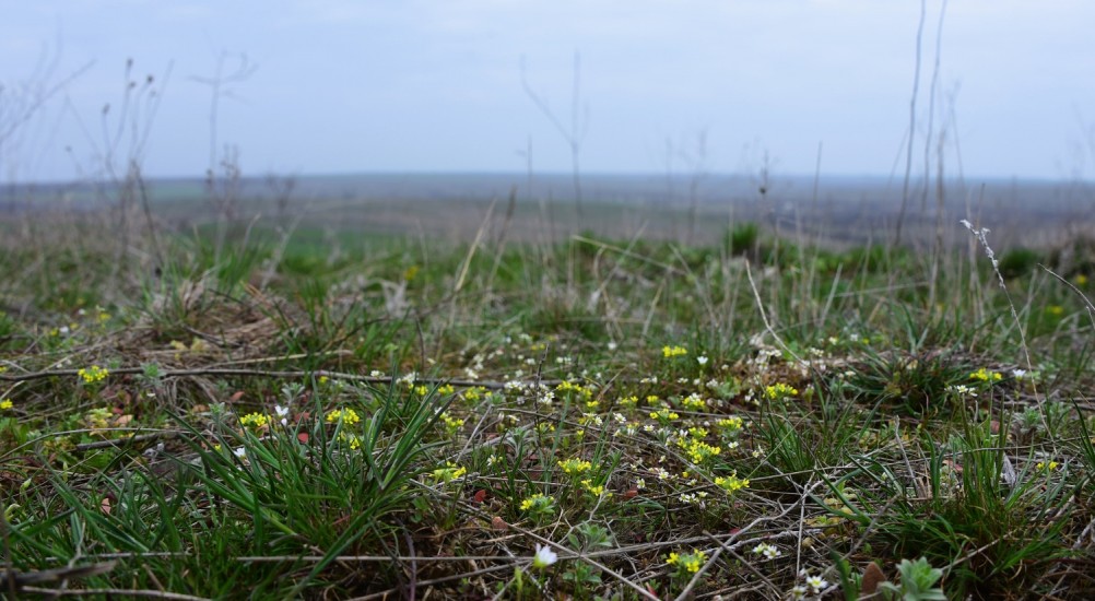Цветущая весенняя степь на реке Кундрючьей