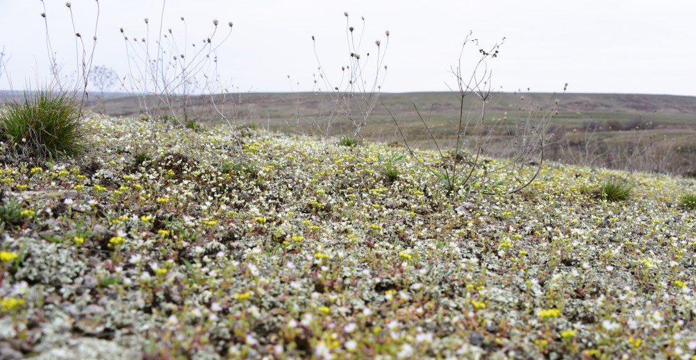 Цветущая весенняя степь на реке Кундрючьей