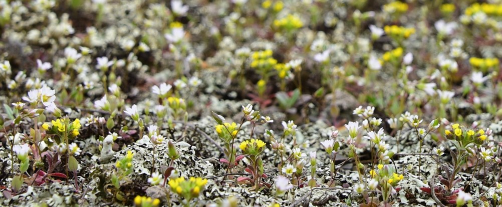 Цветущая весенняя степь на реке Кундрючьей