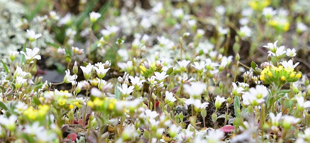 Цветущая весенняя степь на реке Кундрючьей