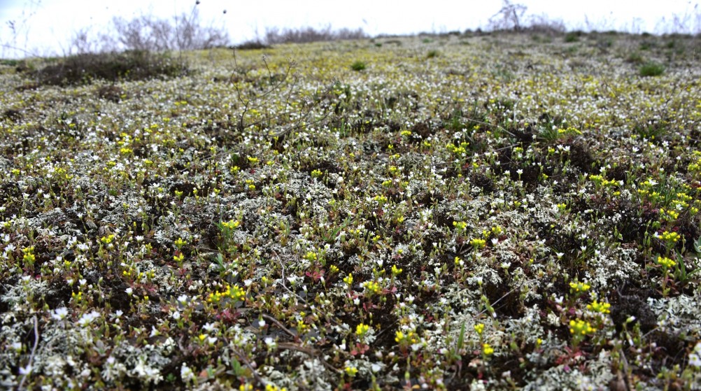 Цветущая весенняя степь на реке Кундрючьей