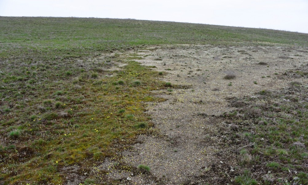 Цветущая весенняя степь на реке Кундрючьей