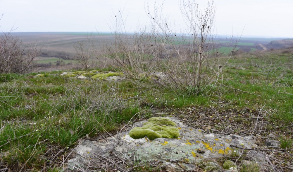 Цветущая весенняя степь на реке Кундрючьей