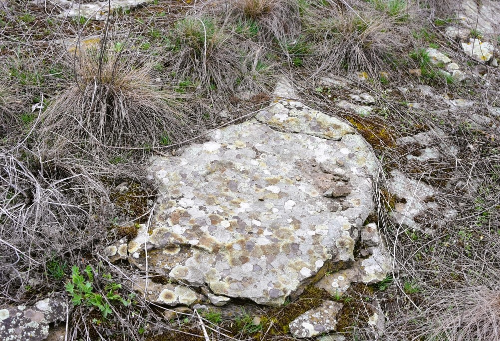 Цветущая весенняя степь на реке Кундрючьей