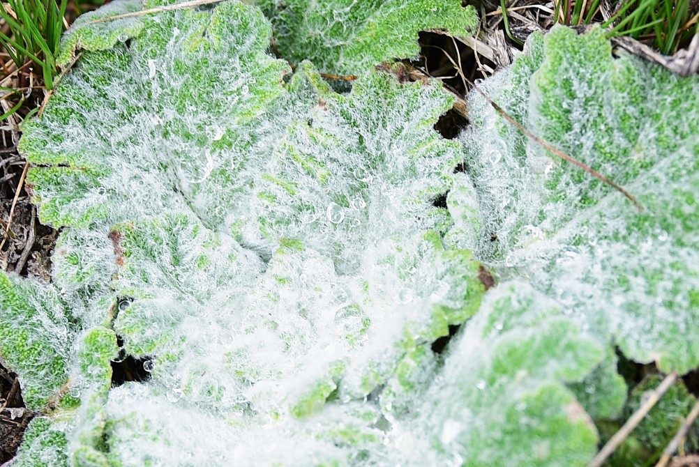 Цветущая весенняя степь на реке Кундрючьей