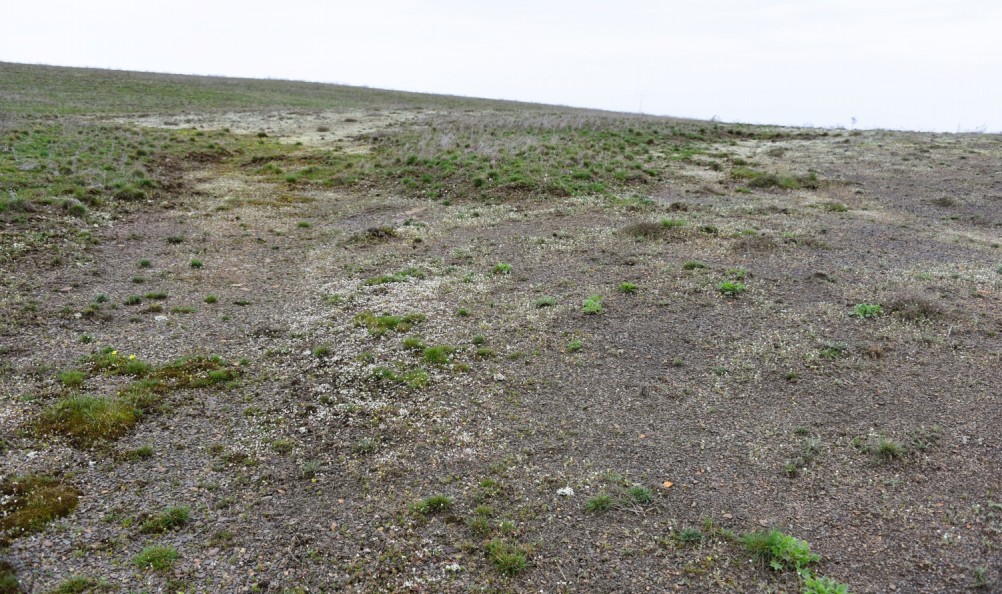 Цветущая весенняя степь на реке Кундрючьей