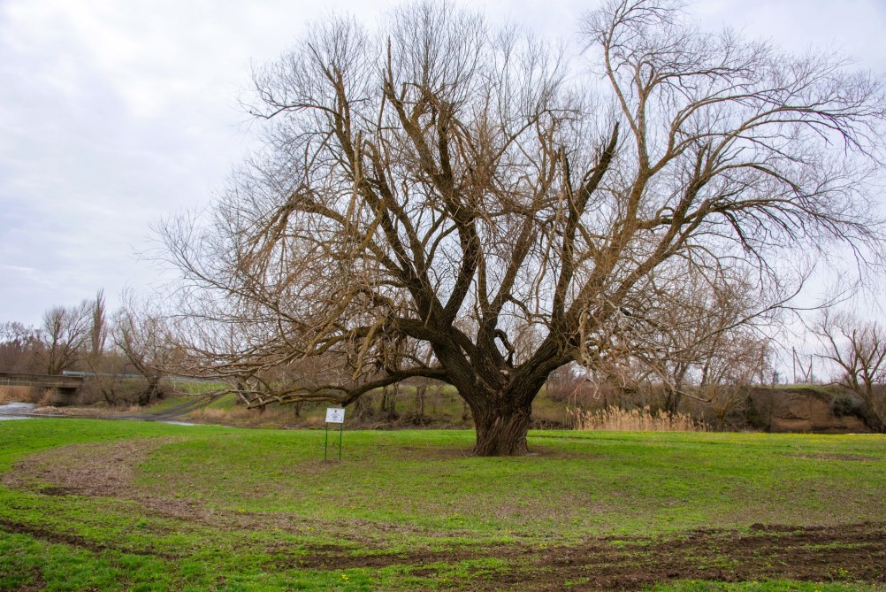 Бабушка ива в хуторе Дубовом на Кундрючей