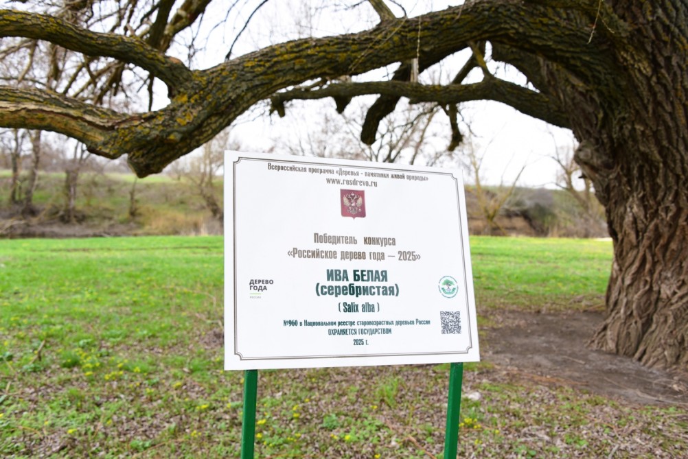 Бабушка ива в хуторе Дубовом на Кундрючей