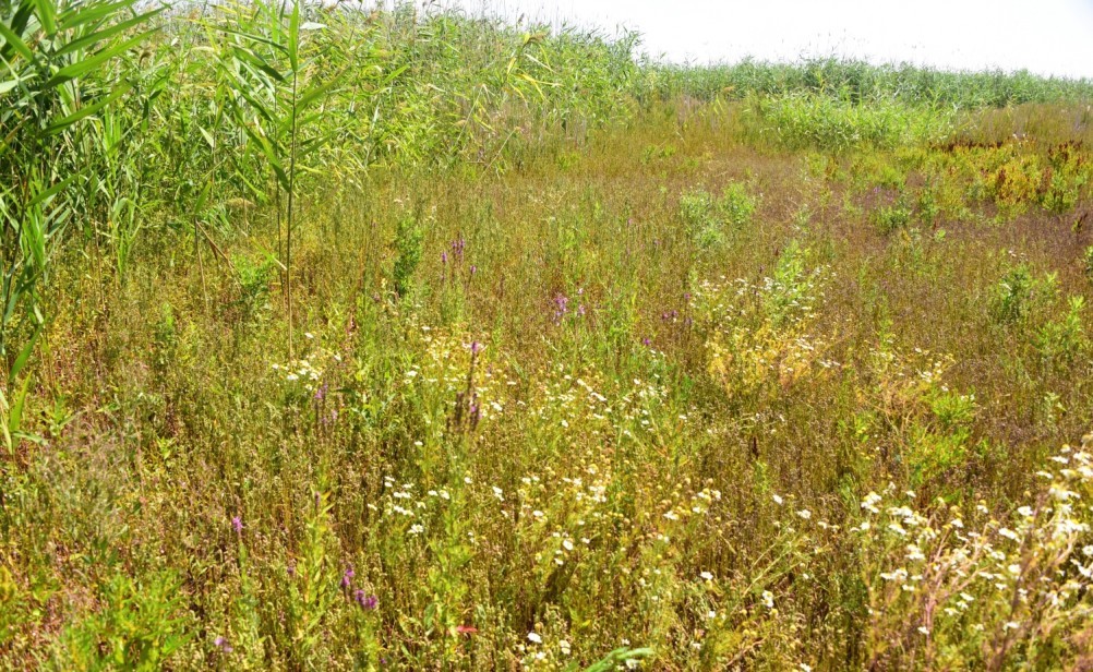 История Аксайско-Донского займища