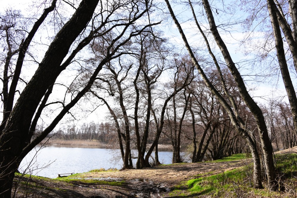 Ольха, весна