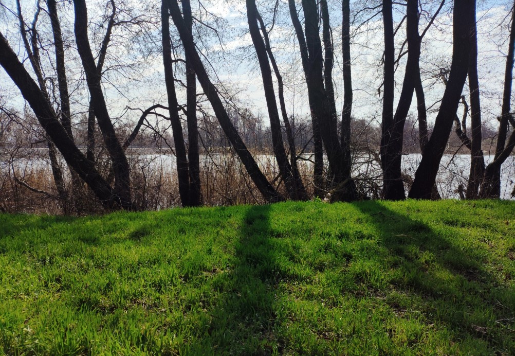 Ольха, весна