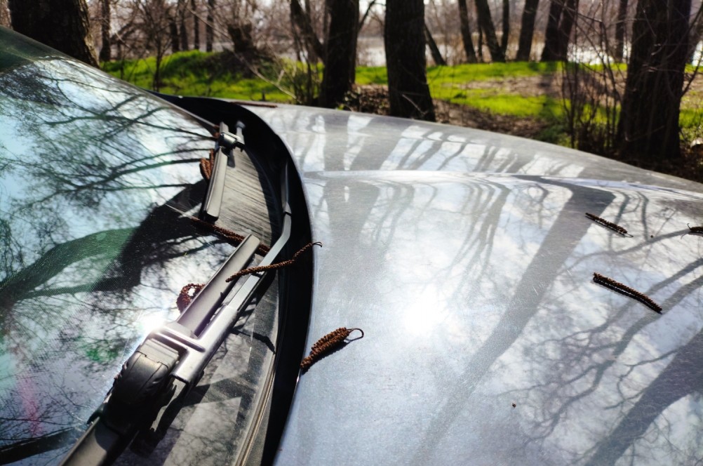 Ольха, весна