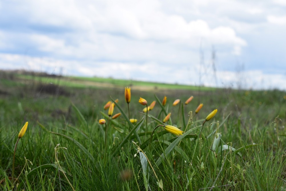 Желтый мир Бургусты