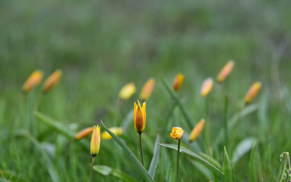 Желтый мир Бургусты