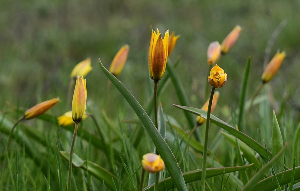 Желтый мир Бургусты