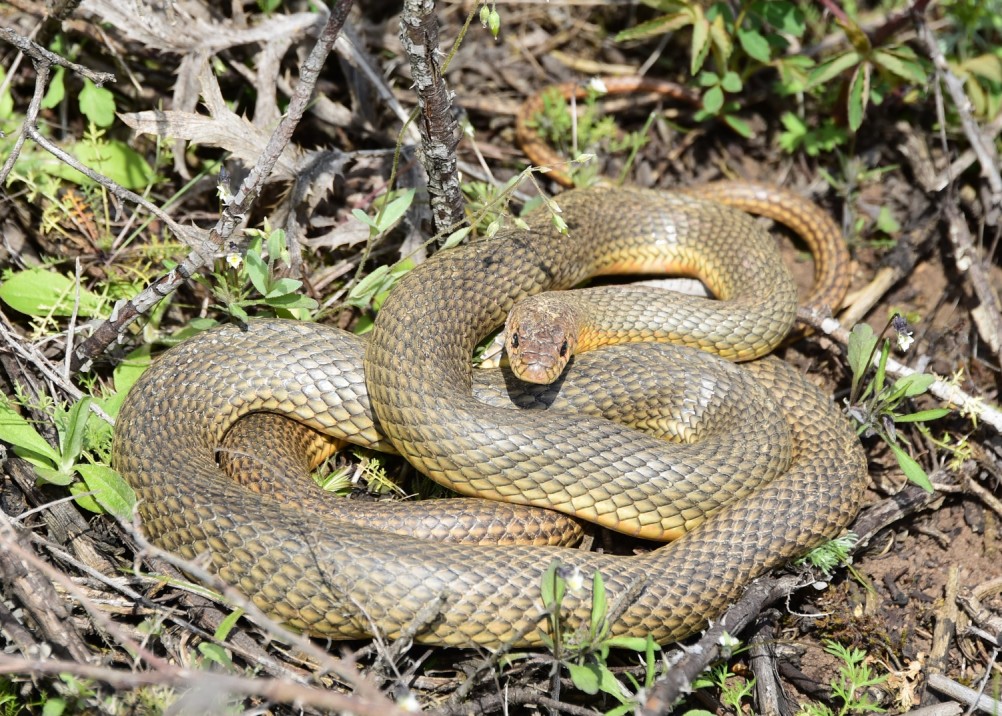 Желтый мир Бургусты