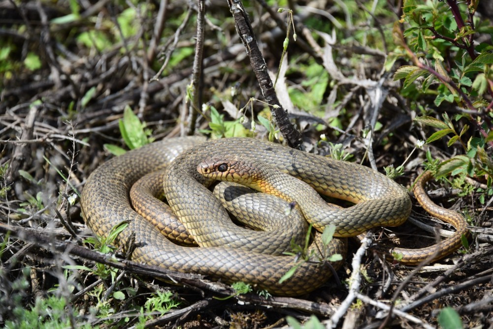 Желтый мир Бургусты