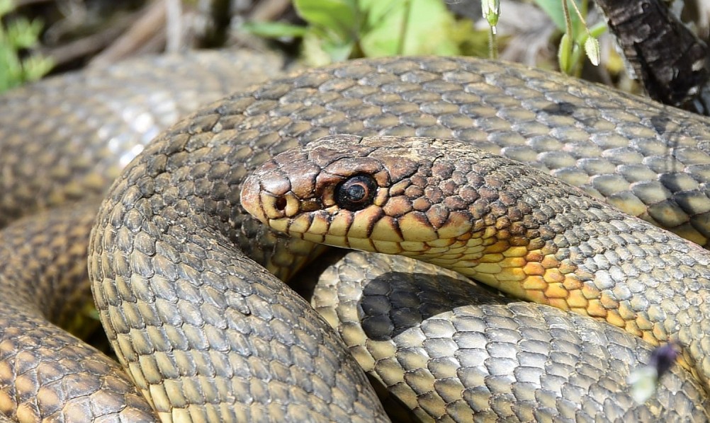 Желтый мир Бургусты