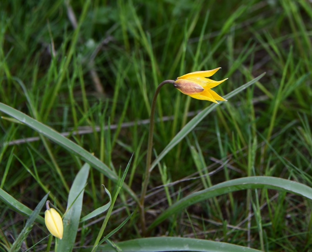 Желтый мир Бургусты